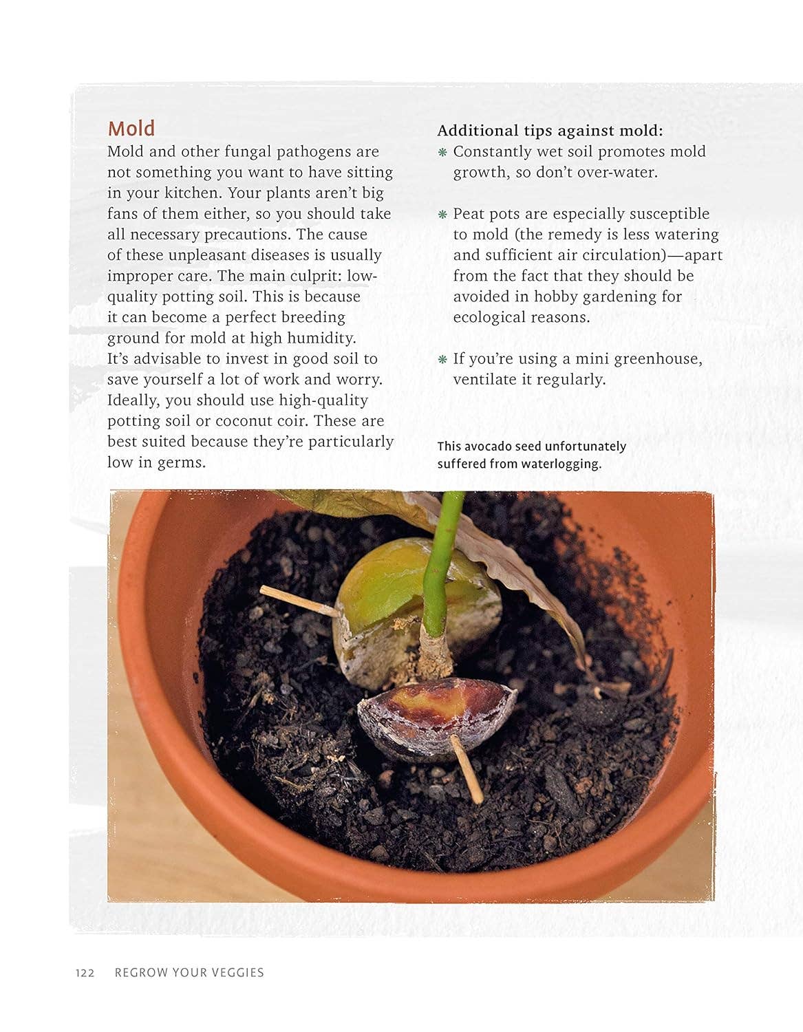 Regrow Your Veggies - Growing from Roots, Cuttings & Scraps
