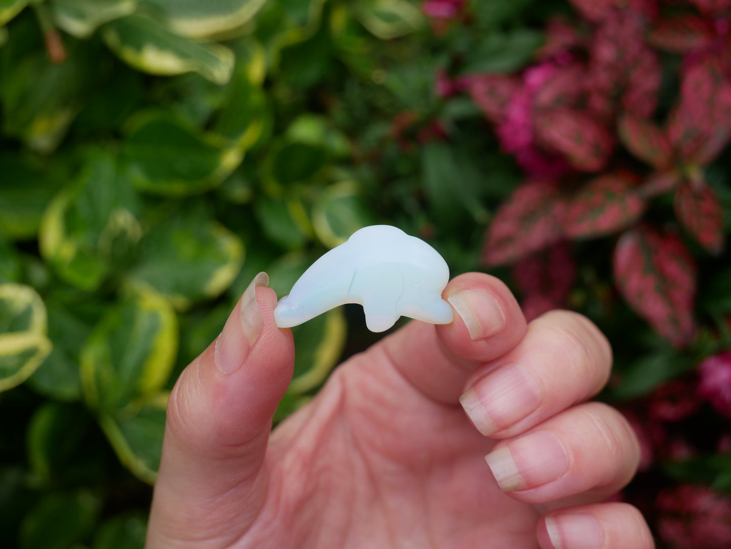 Crystal Dolphins - Spirit Animals