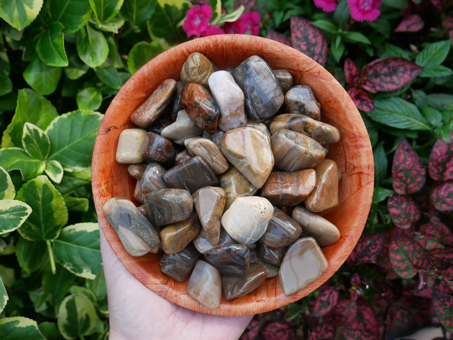 Petrified Wood