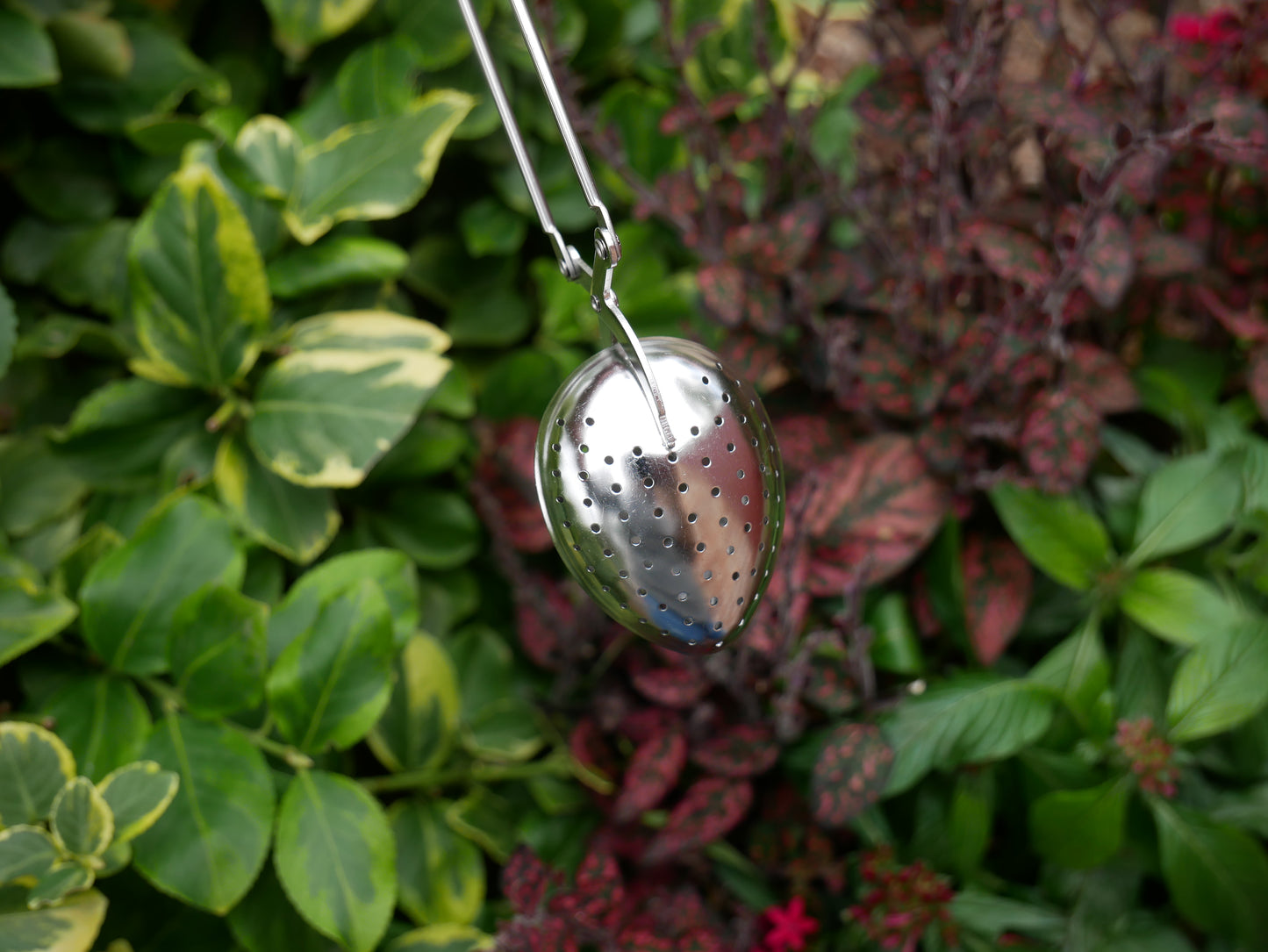 Round Tea Steeper