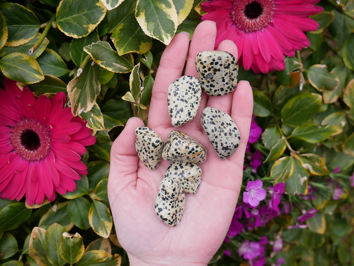 Dalmatian Jasper Stones