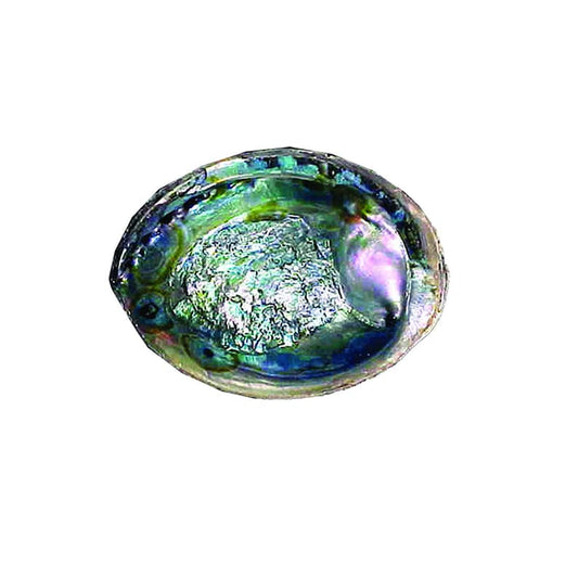 Abalone Shell