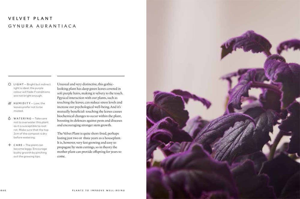 The Healing Power of Plants: Hardcover