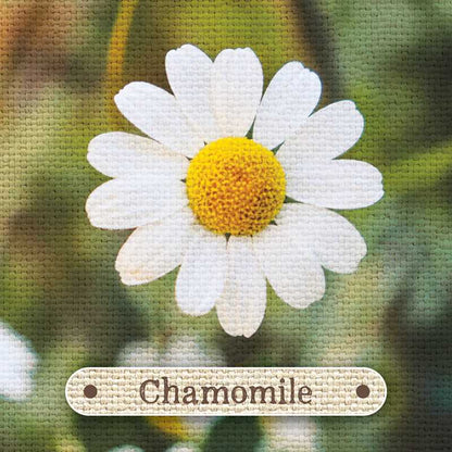 Apothecary Flashcards by Nicola McIntosh