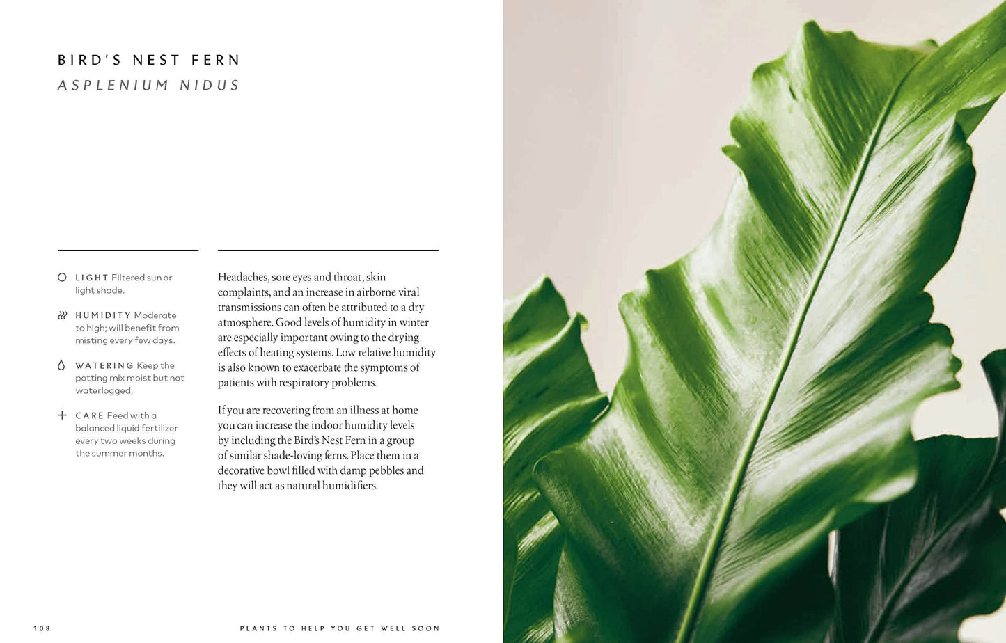 The Healing Power of Plants: Hardcover