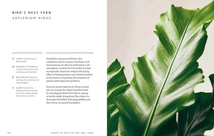 The Healing Power of Plants: Hardcover