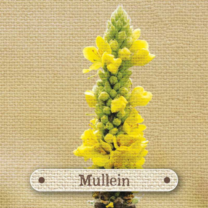 Apothecary Flashcards by Nicola McIntosh