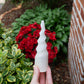 Selenite Spiral Unicorn Horn