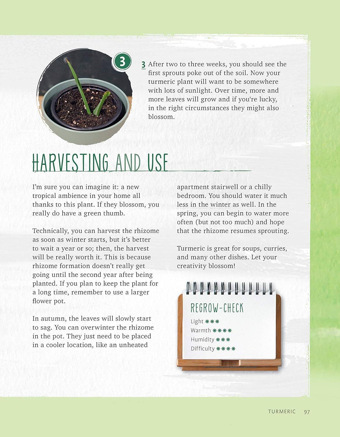 Regrow Your Veggies - Growing from Roots, Cuttings & Scraps