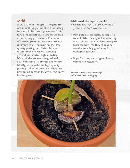 Regrow Your Veggies - Growing from Roots, Cuttings & Scraps