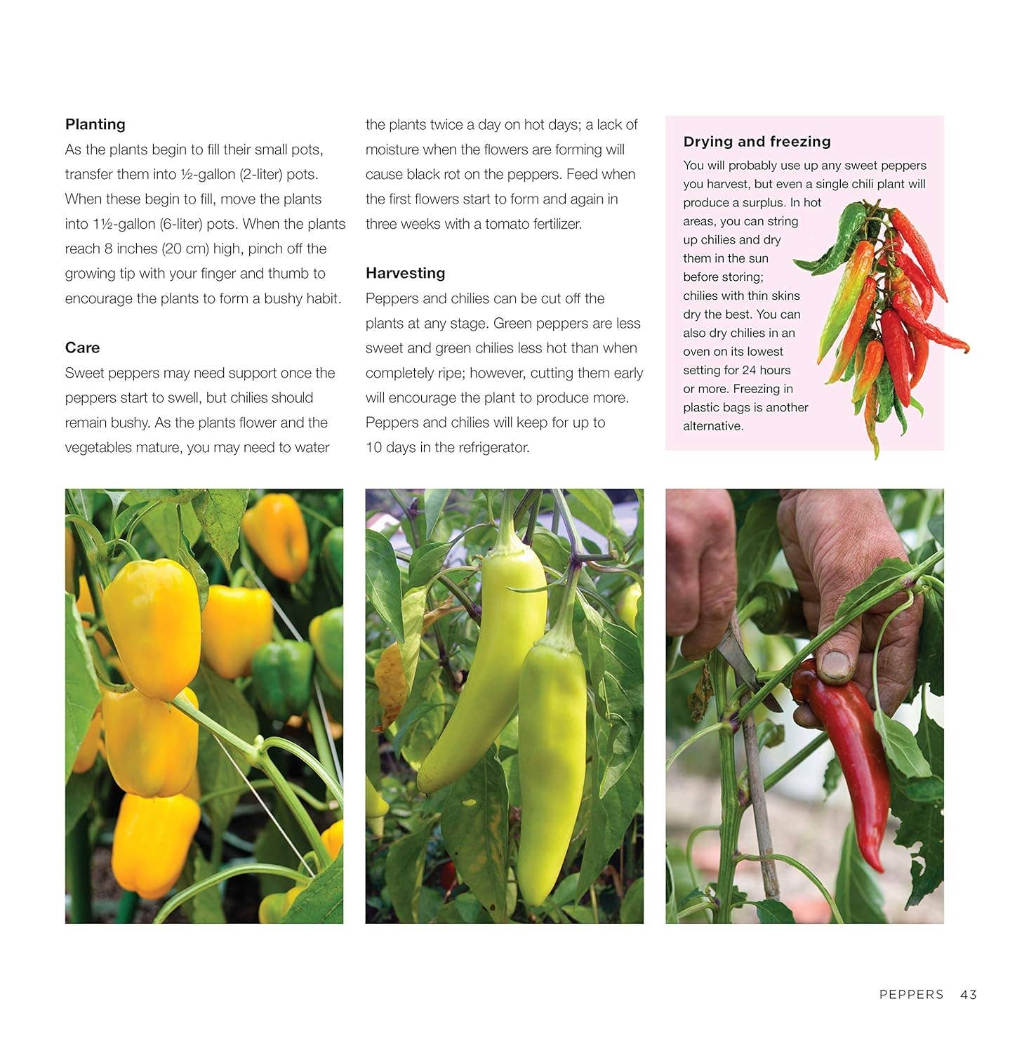 Container Vegetable Gardening - Growing Pots in Crops
