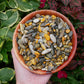 Bumble Bee Jasper Mini Stones-Crystal Chips