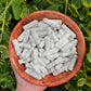 Howlite Points