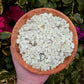 Lemon Chrysoprase Mini Stones-Crystal Chips