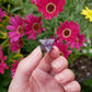 Amethyst Merkaba Star - The Healing Sanctuary